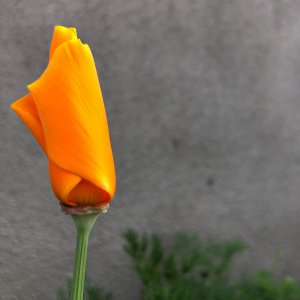 Yellow/Orange closed flower