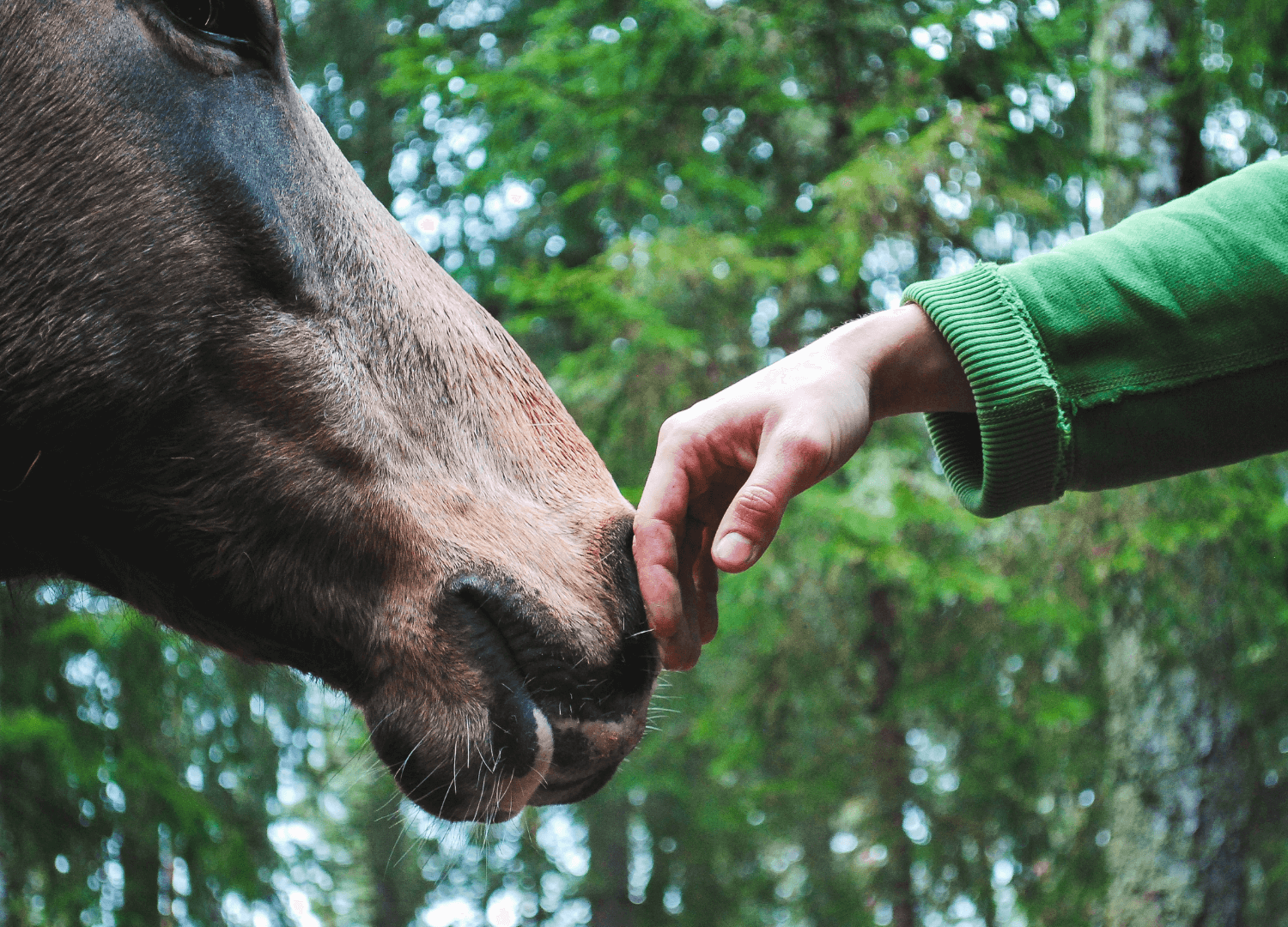 A light skin toned person touching the face of a horse in the woods.