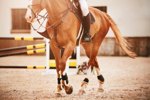 A horse with a rider in the saddle proudly walks through the sand after it finishes a jump. This could represent the confidence from a horse and it's rider after receiving equestrian related trauma therapy in Scotch Plains, NJ. Contact a trauma therapist for support with anxiety therapy for equine related trauma and more. 