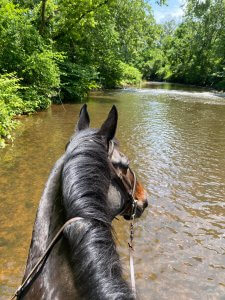 A horse stands in the middle of a shallow forest brook on a sunny day. This could represent overcoming trail riding anxiety. A teenage anxiety therapist can teach grounding exercises for anxiety. Learn more about anxiety counseling in Scotch Plains, NJ and other services. 