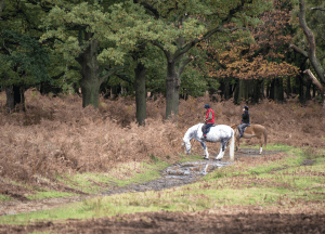 A pair of equestrians ride on a forest trail as their horses stop to eat. We offer support for trail riding anxiety through anxiety counseling in Scotch Plains, NJ. Learn grounding exercises for anxiety from a teenage anxiety therapist. 