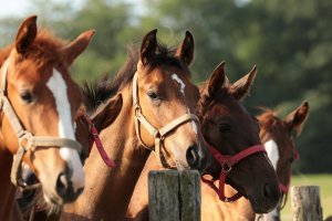 Horses lined up together against a fence representing how equestrian coaches can help prevent bullying and trauma. Learn more from an online therapist in New Jersey at Brave Minds Psychological Services