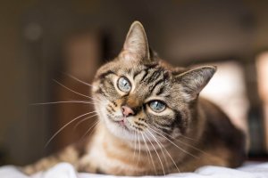 Cat facing the camera with bright eyes. Coping with pet loss and grief can be tough. Get support from a therapist who offers grief counseling in Scotch Planes, NJ at Brave Minds Psychological Services