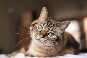 Cat facing the camera with bright eyes. Coping with pet loss and grief in scotch plains NJ can be tough. Online therapy for teens can help with grief counseling NJ here.