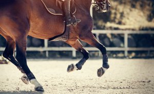 person riding a horse in a competition. Learn how equestrian coaches can prevent bullying from a therapist who offers trauma therapy and anxiety therapy in Scotch Planes, NJ