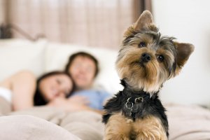 Dog looking at camera tilting head with couple in bed in the background. Grief counseling NJ can help you cope with pet loss and grief in scotch plains NJ here.