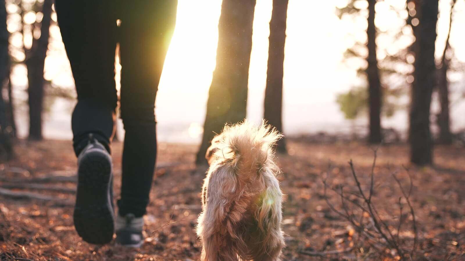 Dog hiking with owner in the forest. Grief counseling nj can help you cope with pet loss and grief in scotch plains nj here.