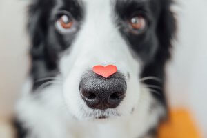 Dog looks at camera with small red heart on nose. Coping with pet loss and grief in scotch plains NJ can be tough. Work through online therapy for teens for grief counseling NJ here.