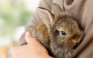 Girl holding rabbit in her arms. Grief counseling NJ can help you cope with pet loss and grief in scotch plains NJ here.