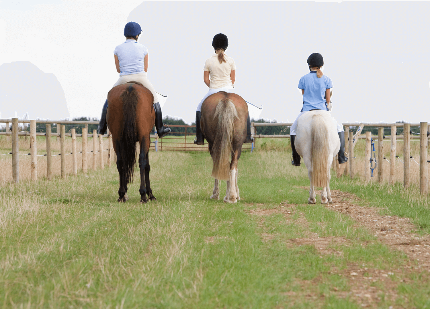 Three girls horses in a field. All three girls are wearing black riding boots, white pants, collared shirts and black riding helmets. The horses are brown and white.