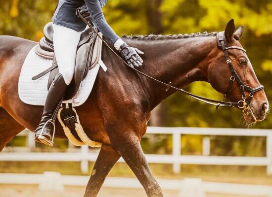 An image of a person petting their horse while riding them. Learn how a trauma therapist in Scotch Plains, NJ can help you address past trauma. Learn how a trauma therapist in Scotch Plains, NJ can help you overcome past injuries today with equestrian related trauma therapy in Scotch Plains, NJ.