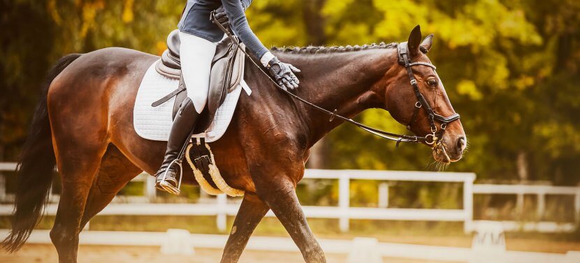 An image of a person petting their horse while riding them. Learn how a trauma therapist in Scotch Plains, NJ can help you address past trauma. Learn how a trauma therapist in Scotch Plains, NJ can help you overcome past injuries today with equestrian related trauma therapy in Scotch Plains, NJ.