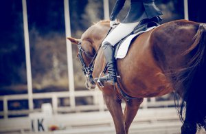 A close up of a horse standing with their rider on their back. Learn more about equestrian therapy in New Jersey and the support equestrian related trauma therapy in Scotch Plains, NJ. Search “trauma therapist near me” today.