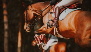 A close up of a horse jumping with the rider on their back. Learn how equestrian related trauma therapy in Scotch Plains and Branchburg, NJ can support equestrians by contacting a trauma therapist in Scotch Plains or Branchburg, NJ today.