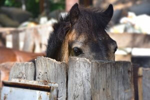A close up of a horse peering over a fence. Search for “trauma therapist near me” to learn more about equestrian therapy in New Jersey and the support a trauma therapist in Scotch Plains, NJ can offer. 
