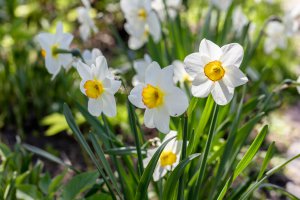 Image of white and orange Daffodil flowers in New Jersey. Representing one of the places that is good for reducing anxiety in teens in Branchburg, NJ. Along with therapy for teens or adolescent therapy.