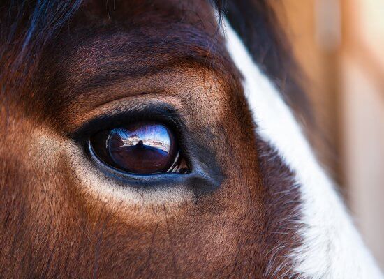 A close up of a horse’s eye for Brave Minds Psychological Services. Learn more about the help equine therapy for trauma in Branchburg can offer by contacting a trauma therapist in Scotch Plains, NJ. Search for equestrian therapist Branchburg, NJ for more info.