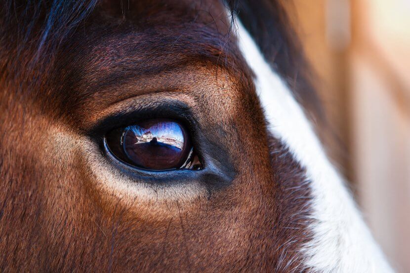 A close up of a horse’s eye for Brave Minds Psychological Services. Learn more about the help equine therapy for trauma in Branchburg can offer by contacting a trauma therapist in Scotch Plains, NJ. Search for equestrian therapist Branchburg, NJ for more info.