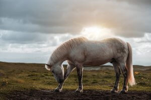 A horse stands in a field while licking its leg. Learn how equine therapy for trauma in Branchburg can offer support with horseback riding anxiety in Scotch Plains, NJ. Search for a trauma therapist in Scotch Plains, NJ to learn more about equestrian therapy Branchburg, NJ and more. 