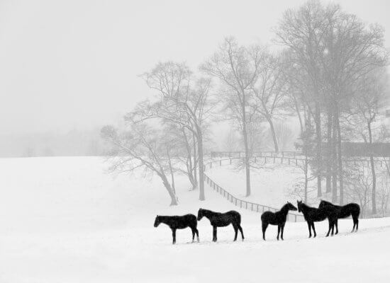Four horses in a snowy pasture in the winter. Learn how counseling in Branchburg, NJ can support equestrians experiencing anxiety and trauma. Search for online group therapy in New Jersey and Florida today.