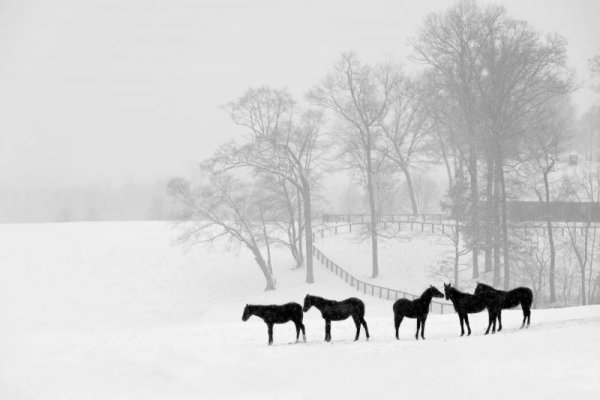 Four horses in a snowy pasture in the winter. Learn how counseling in Branchburg, NJ can support equestrians experiencing anxiety and trauma. Search for online group therapy in New Jersey and Florida today.