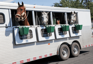 Horses in a trailer traveling from New Jersey to Florida for the winter months. Transporting your horse from one state to another can be a stressful and anxiety-inducing task. Fortunately, Read this blog to learn some tips for transportation from an equestrian New Jersey and florida therapist.