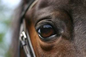 A close up of a horse's eye for Brave Minds Counseling. Learn more about the help that an EMDR therapist in Branchburg, NJ can offer for equestrians. Search for EMDR therapy in Branchburg, NJ or "equestian therapist branchburg, nj" today.