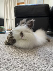An image of a rabbit with long hair named Agnes. Learn what a grief therapist in Westfield, NJ can offer by searching for support with loss and grief in Scotch Plains, NJ. Search for grief counseling NJ today for help you deserve!