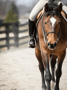 An individual on their horse, sharing their passion with their family. This can be helpful in managing time to share your equestrian interests with family to keep the bond. If balancing your passion for your horse with family time is difficult, call an equestrian therapist in Branchburg, NJ or Scotch Plains, NJ today!