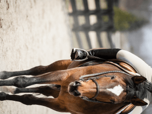 An individual on their horse, sharing their passion with their family. It can be helpful in managing time to share your equestrian interests with family to keep the bond. If balancing your passion for your horse with family time is difficult, call an equestrian therapist in Scotch Plains or Branchburg, NJ today!