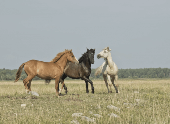 Horses running free. Being an equestrian can be time-consuming and mentally draining. Seek help with an equestrian therapist in Scotch Plains or Branchburg today.