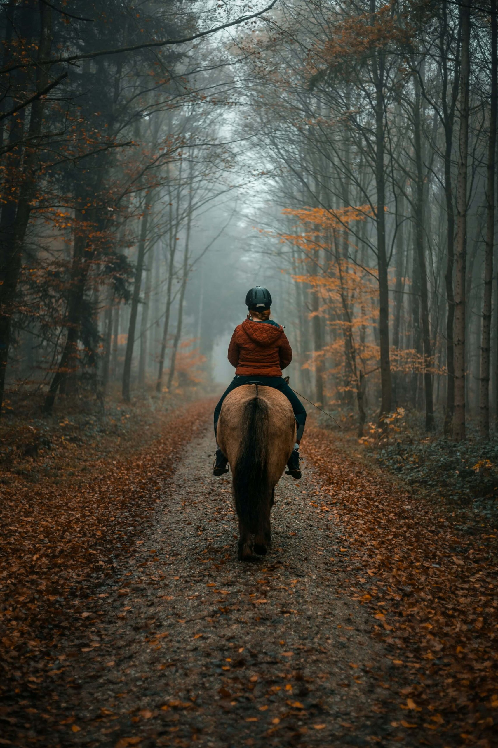 A rider on horseback traveling through a misty autumn forest, symbolizing the healing journey through equestrian trauma therapy. Whether you're processing grief, burnout, or performance anxiety, equestrian therapy can help you navigate the emotional demands of horse life. Serving Branchburg NJ and Scotch Plains, NJ. 