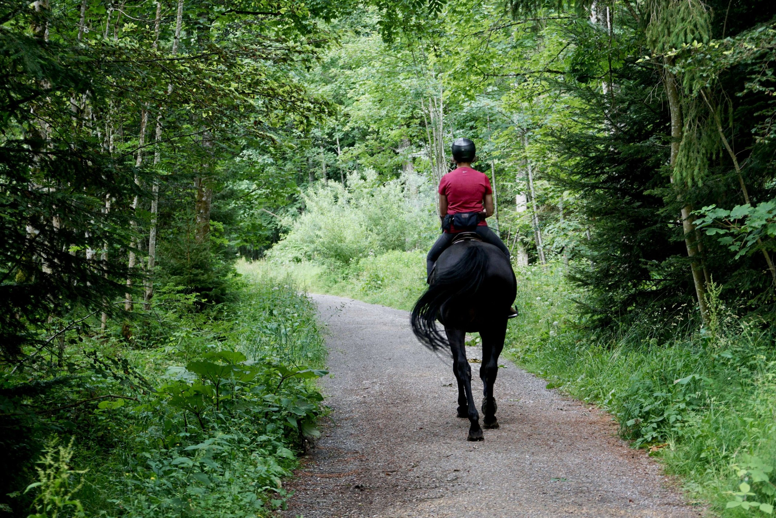 Equestrian rider wearing red shirt and black safety helmet mounted on dark horse, walking along tree-lined forest trail surrounded by lush green vegetation, representing peaceful healing journey after equestrian trauma in Somerset county